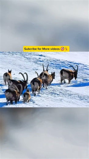 hunting documentary cooming soon subcribe for more videos| Dream 1M Subscriber🎯🦌🐺🏹 #hunters #hunt