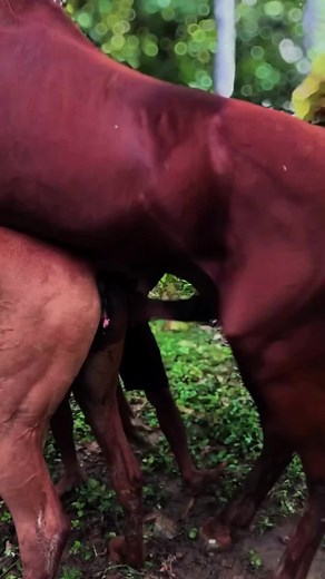 Nobody in horse breeding talks about the season. #frasianhorse #equestrianlife #horseridingjourney #creatorsearchinsights