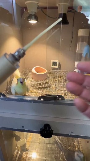 42K views · 6K reactions | Parrots, hand-raised parrots, cockatiels, daily life of parrots, cute and adorable parrots | Kasim Birds Farm | Facebook