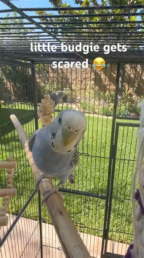 Budgie gets scared 😂