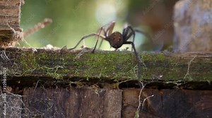 Slow motion of a Giant house spider crawling into shot up a wooden post and disappears down behind the other side. Jump scare. Surprisingly fast and large in size. Common in UK.