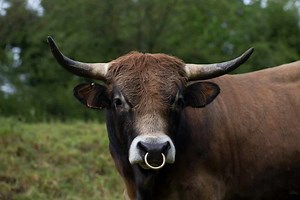 What Is the Purpose of Bull Nose Rings?