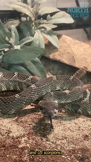 4.1K views · 29 reactions | These are the most venomous snakes in...