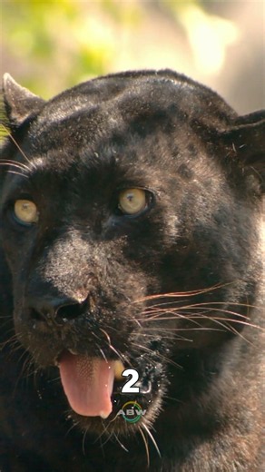 Is a Black Panther a Leopard or a Jaguar? 🐆😳 #Shorts #blackpanther #wildlife #animals