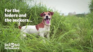 3.5K views · 31 reactions | Wait… Not yet… Ready? GO! He’s off to find out more about PDSA 5 Star* Pet Insurance. | PDSA | Facebook