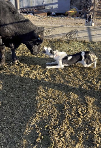 double_r_stockdogs on TikTok