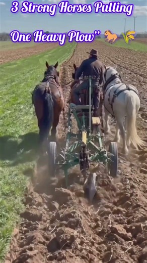 3 Strong Horses Pulling a Heavy Plow with Farmer | Traditional Farming 🐎🌾#farming #agriculture