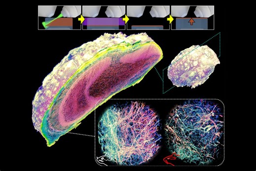 VIPS Pass: New Imaging Method Offers Unprecedented Access - Biosciences Area