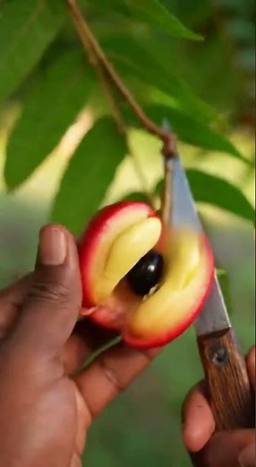 Ackee Fruit Growth Time-Lapse 🍈 Seed to Plate | Jamaican Exotic Fruit