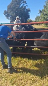 25K views · 121 reactions | Battery Operated Sprayers For Spraying Cattle Dips. Backsaver farming equipment #technology #TechInnovation #tech | Onias Mlambo The Agronomist | Facebook