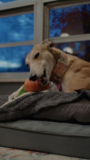 Keep Your Pup Safe with a Bully Stick Holder from Petco