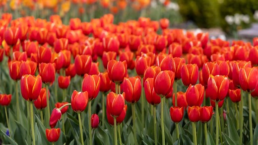 'Everybody's excited to have something like this here in Central Texas' | Robinson Family Farm hosts Texas Tulip Fest