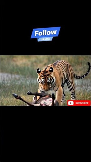 ​The Ultimate Predator: Majestic Tiger Hunt and Feed in theWild#wildlife ​#TigerHunt