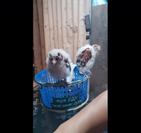 Adorable barn owl chicks dance while being handfed dinner