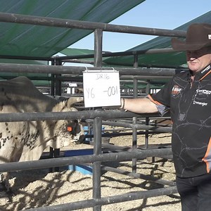 With 5 buckoffs in 5 outs so far this season and an average bull score of 45.3 points, could 2019 be the year Smooth Operator finally earns the YETI World Champion Bucking Bull title? You can catch him in action again this weekend in the Championship Round at Tacoma. | PBR