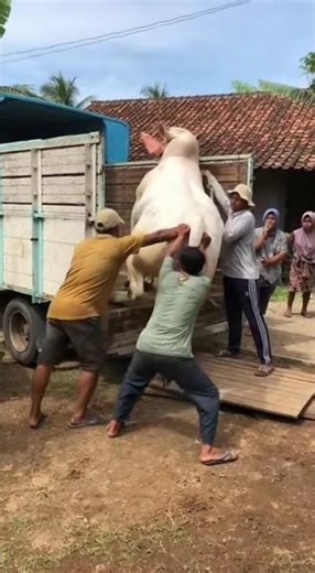 Proses menaikan sapi ke truk #sapilucu #sapi