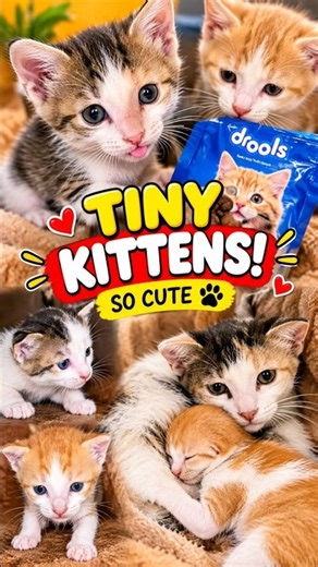 #Adorable Baby Kittens 🐱💕 | Cutest Cat Moments Ever!