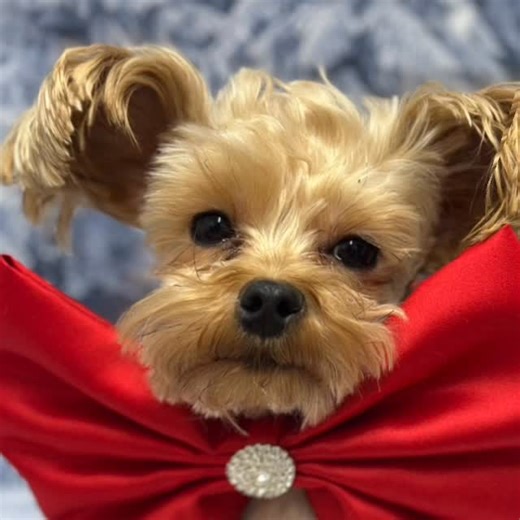 Near & Far Animal Foundation on Instagram: "Wishing a big happy birthday to the one and only Vincent — the real-life best friend of Stuart Little! ✨ Tiny pup, huge friendship, endless fun! #happybirthday"