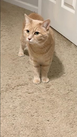 #cat #meowing #orangecat