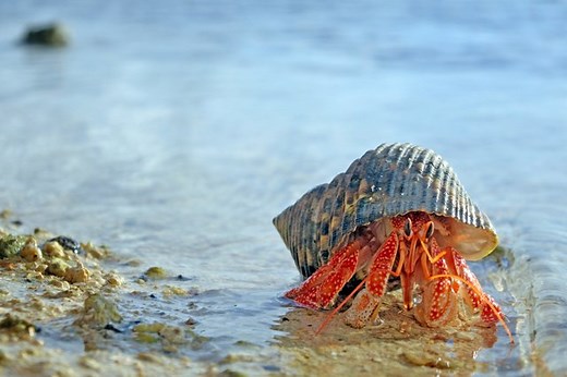 What Can Hermit Crabs Eat? Here's A List Of Hermit Crab Foods They Can Eat - Cuteness