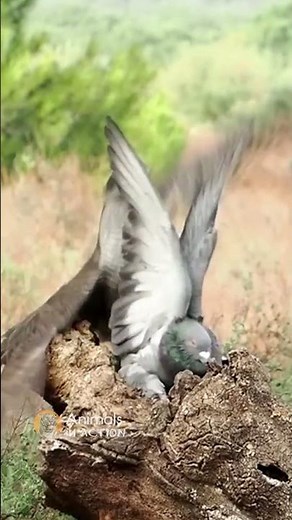 Hawk attacks a Pigeon Amazing footage #shorts #animals #hawks