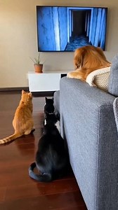 This is what happens when you let your pets watch horror movies 😂😹 #FunnyCats #funnypets #viralreels | Cute Cat Page