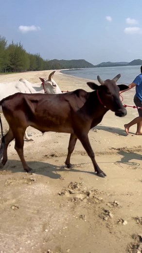 คู่หู🥰 #ทําเงินพุบุรี🤍🐮 #เจ้าองค์ดําพุบุรี🖤 #fpyシ #วัวลานเมืองใต้ #ติ๊กต่อพุบุรี
