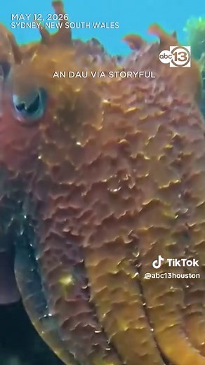 Cuttlefish changes colors | Cuttlefish