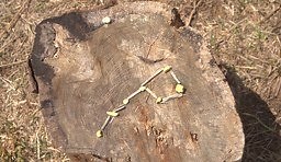 121K views · 467 reactions | 3 ways to find north when you don't have a compass | Rated Red | Facebook