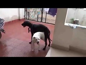 successful cross breed dog mating boxer and great dane part two|Aniamtting