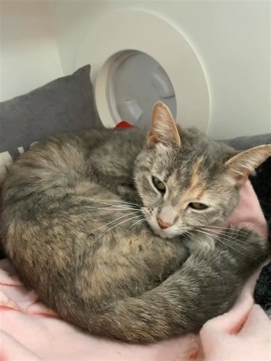 🐾 Looking for a furry friend? Come visit us! 🐾 Our shelters are full of adorable cats and dogs ready to find their forever homes! Whether you’re looking for a playful kitten, a loyal pup, or a calm companion, we have lots of love waiting for you. 📍 Visit Us At: Coldstream Shelter – 11:30 AM to 3:30 PM, 7 days a week Sale Shelter – Weekdays: 11:00 AM – 3:30 PM | Saturday: 11:00 AM – 3:00 PM | Sunday: 10:00 AM – 12:00 PM Bairnsdale Shelter – Weekdays: 11:00 AM – 3:00 PM | Weekends: 10:30 AM – 1