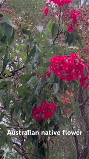 Australian native flowers #australia #flowers #australialife #nature #nativeflowers