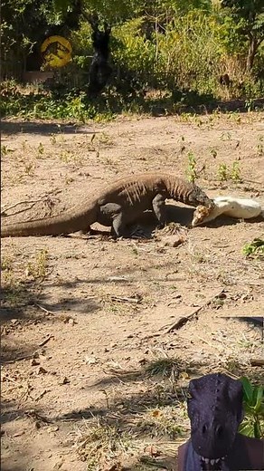 Komodo Dragon Eating Live Goat #animals #wildlife #komododragon #wildanimals #dongvat