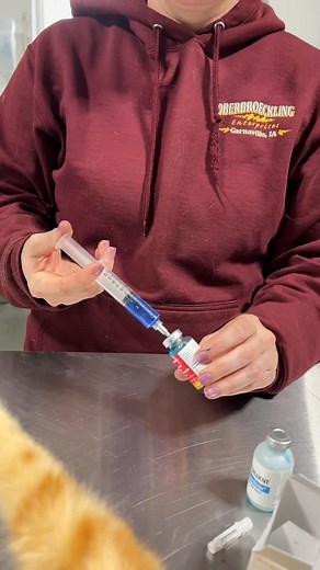 We rely on BOVILIS® NASALGEN® 3-PMH from Merck Animal Health —the only intranasal vaccine that protects against both viral and bacterial causes of BRD: IBR, BRSV, PI3, Pasteurella, and Mannheimia—all in one. ✔️ Needle-free ✔️ Safe for calves 1 week and up ✔️ Easy to confirm with its unique blue color ✔️ No injection site reactions ✔️ Fits right into our calf protocols Calves are marked after vaccination, entered into our system, and off to a healthier start. Respiratory protection that works as