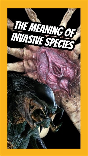 Jeremiah Martin on Instagram: "Xenomorph species explained #xenomorph #alienvspredator #xenomorphqueen #alien #horror #alienearth #aliensvspredator #yautja #predalien #aliens #facehugger"