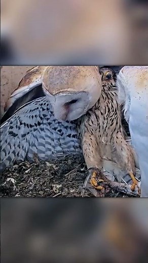 Falcon Attacks Owl Nest — Instantly Regrets It!