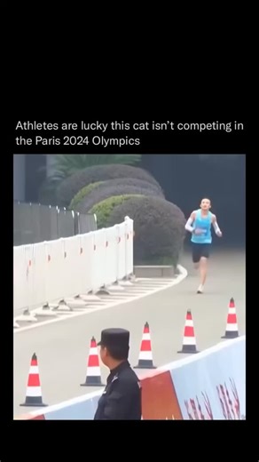 Past Insider on Instagram: "This is the hilarious moment a cat suddenly joins a marathon and BEATS the 1st place runner 😹🐈 The feline sprinted out at the last stretch of the race seemingly out of nowhere during the final moments of the 2023 Fuling Chongqing Half Marathon, held in south-western China, on October 29. It darted out from the sidelines and onto the running track just as one of the runners was about to cross the finish line and be named winner of the 21-km-long race. Seemingly deter