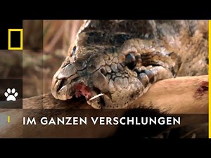 Python verschlingt Springbock! | Die gefährlichsten Raubtiere der Welt