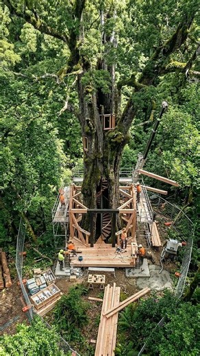 Building a Stunning Tree-Core House | Before & After