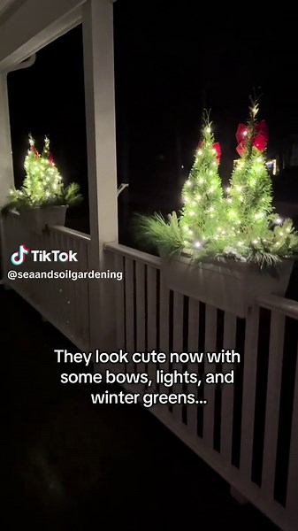 Your sign to grab those mini Arborvitae for your holiday window boxes 🎄✨ Cute now, planted in the spring… it’s the smartest $ you’ll spend all season 🌱💚 #HolidayDecor #WindowBoxIdeas #Arborvitae #DIYDecor #GardenHack