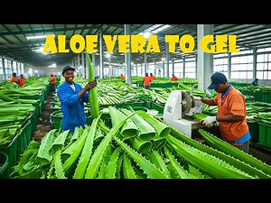 Aloe Vera Beverage Production: The Complete Industrial Process, Explained