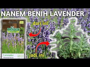 CARA TANAM LAVENDER DARI BENIH | How to grow lavender from seeds