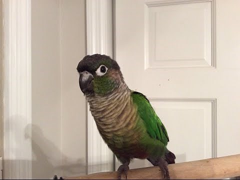 Green Cheek Conure Making Noises