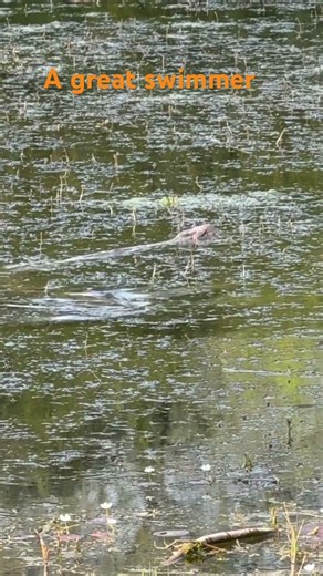 Python is a great swimmer #indianrockpython #python #forest #reptiles