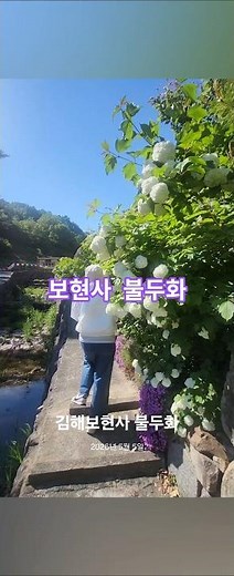 경남김해 보현사 불두화 #김해여행 #김해가볼만한곳 #5월가볼만한곳 #6월가볼만한곳 #사찰여행 #보현사 #불두화 #수안마을 #수국명소