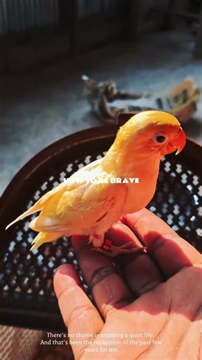 My Bird Is Sick — What Should I Do?