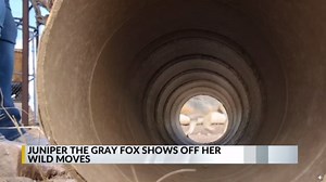 New Mexico Wildlife Center shows off gray fox's wild moves
