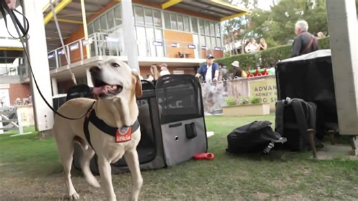 Canine competition at the easter gathers pups from around the country