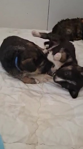 6K views · 801 reactions | Phoebe's puppies are toddling about and enjoying the gentlest of play fights. | Kabul Small Animal Rescue | Facebook
