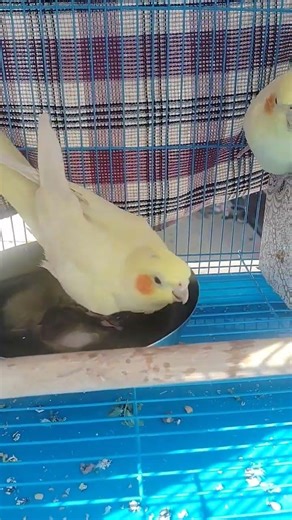 cocktail bathing moment😇 #cockatiel #birds #shortvideo